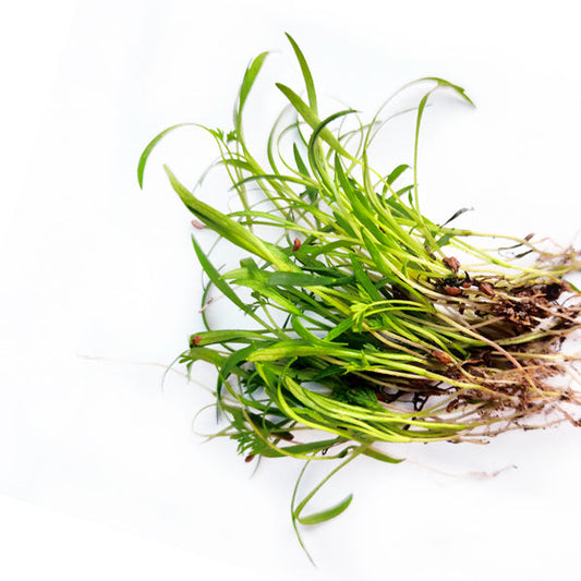 Black Carrot Microgreen Seeds