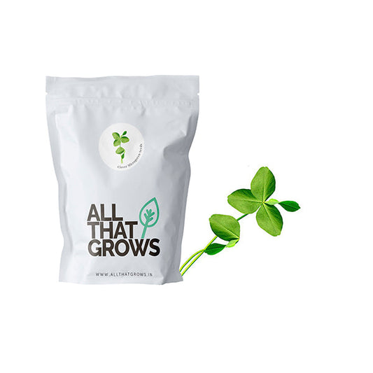 Clover microgreen seeds