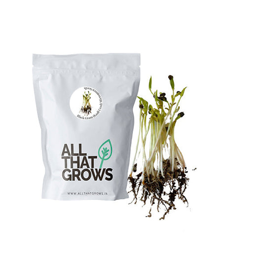 Black Gram (Kaali Urad) Microgreen Seeds